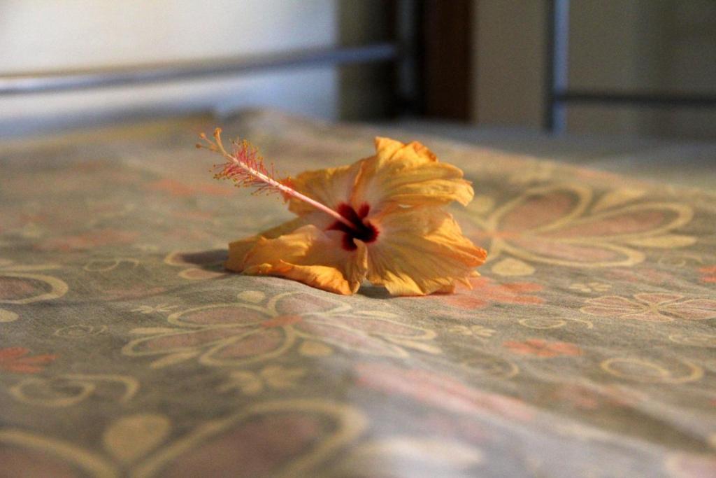 Hostel Bamboo Backpackers Nadi Pokój zdjęcie
